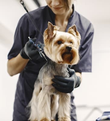 Домашни миленици